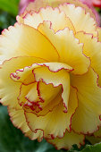 B. ‘Isabella’